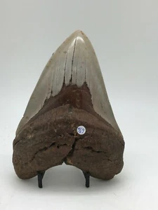 HUGE Ancient MEGALODON Shark Tooth ~ 6 5/16 ~ 23/3.6 Million Years Old - RMS1145 - Picture 1 of 7