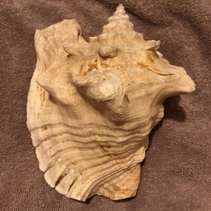 Conch Shell Vintage Large - Picture 1 of 5