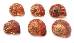 6 Natural Fernandezi Land Snail Shells (1") Coastal Arts Crafts Hermit Crabs (s) - Picture 1 of 9