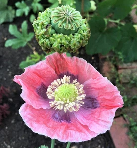 Pat's Poppies -1000 Hen & Chicks variety Poppy Seeds to Grow Papaver S. Poppies - Picture 1 of 3
