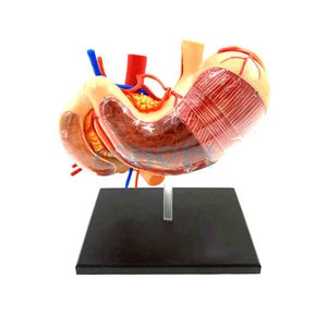 Human Stomach & Internal Organs Anatomy Educational Model Kit 4D Vision Assembly - Picture 1 of 4
