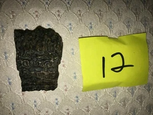 Fossilized Turtle Shell Fragment from Florida, Pleistocene Epoch (12) - Picture 1 of 3