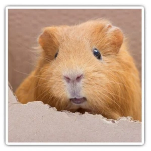2 x quadratische Aufkleber 10 cm - Ingwer Meerschweinchen Haustier #45154 - Bild 1 von 9