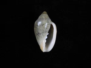 Sea Shell Marginella olearegina 26,7 mm ID#9420 - Imagen 1 de 2
