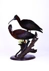 Taxidermy Glossy ibis Pair Bird mount Stuffed real animal Plegadis falcinel