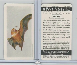 FC34-3 Brook Bond, Animals North America, 1960, #39 Red Bat - Picture 1 of 1