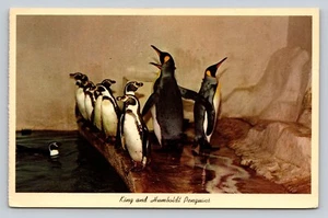 Vintage Postcard Best Dressed Tuxedo King and Humboldt Penguins San Antonio Zoo - Picture 1 of 2