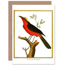 Bird Pie Grieche Du Senegal Shrike Greetings Card With Envelope