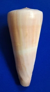 Sea shell conus kintoki 74mm, F++, nice form, rare specimen, SUPERB - Picture 1 of 6