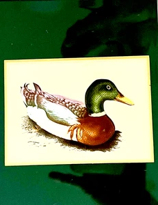 Duck Address Book Vintage Lacquerware Hardcover Mallard Duck Design Green - Picture 1 of 6