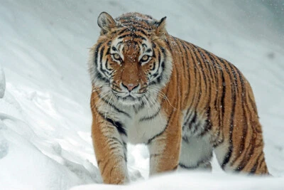 Wild Animals Tiger at Snow Art Wall Decor - POSTER 20x30 - Image 1 of 4