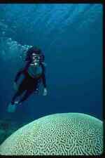 628008 Diver Admires A Large Brain Coral In The Caribbean A4 Photo Print