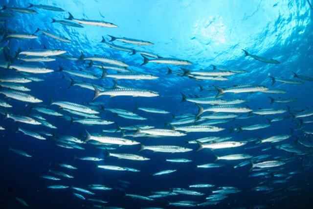 Wandbild: Schule von Barracuda auf einem tropischen Korallenriff (95149723) - Bild 1 von 1