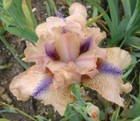 iris pond plant Bearded Space Age Iris germanica Viper aquatic pond aquarium