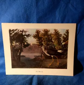 Audubon Lesser Yellow Legs Color Print 9x12 Loc B - Picture 1 of 5