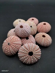 10 X pink sea urchins 3-4cm Beach home coastal decor. Sea shell air plant art - Picture 1 of 3