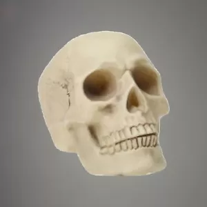 Decorazione osso scheletro scheletro di Halloween NUOVO CON ETICHETTE ┥ - Foto 1 di 4