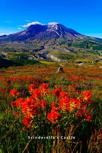 Red Wildflowers St Helens Washington Photo Picture Print 4X6,5X7, 8X10, 8.5X11 - Picture 1 of 1