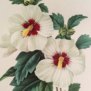 Piatto libro stampa arte botanica P. J. Redoute fiori ibisco siriaco 54 - Foto 1 di 2