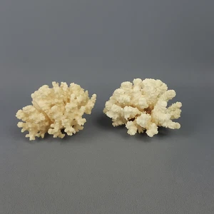 Coppia Coralli Bianchi Pocillopora o Stylophora - Imagen 1 de 11