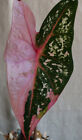1 - Gorgeous Caladium ? Soft Green Leaf, White Speckles & A Striking Pink Blaze
