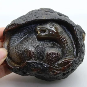 Collectable black agate , carve Dinosaur birth,realistic,crystal healing K800 - Picture 1 of 9