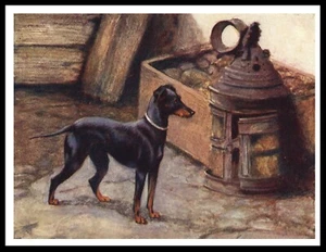 ENGLISH TOY TERRIER BLACK & TAN LOVELY VINTAGE STYLE DOG ART PRINT POSTER - Picture 1 of 1