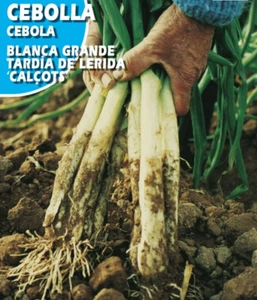 Calçots Calsots ( 250 semillas - SEEDS ) calcots cebolla huerto - Picture 1 of 1