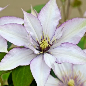 15 SAMARITAN JO CLEMATIS SEEEDS - Clematis - Picture 1 of 4