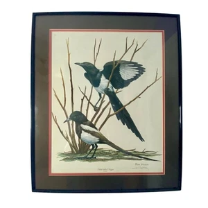 Ray Harm Black-Billed Magpie Bird Art Print Framed 48yrs old MINT condition - Picture 1 of 7