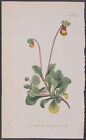 Curtis   Fothergills Slipper Wort 348   1787 1800S The Botanical Magazine