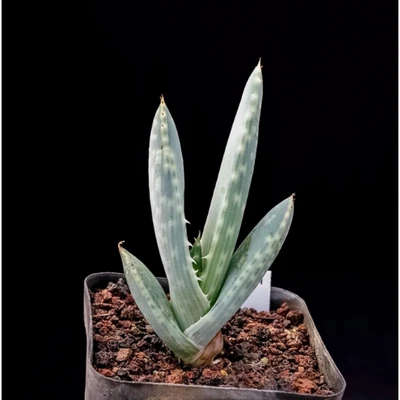 CACTUS PLANT 5 cm 1 pz aloe viva Hereoensis bellissimo giardino rara piantagione aloe