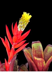 Maceta Aechmea Nudicaulis Rojo Brasil 5′′ - Imagen 1 de 3