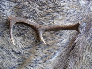 Geweihstange Rothirsch. 36cm. 318 Gramm. - Bild 1 von 1