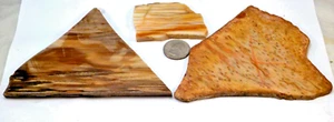 3 Pretty Petrified Woods 1 is Palm Total 9.8 OZ. Free Shipping 1st Pic Wet #3598 - Picture 1 of 4