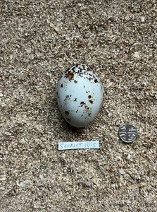 REPLICA SCARLET IBIS BIRDS EGG - Picture 1 of 2