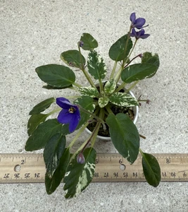 African Violet Plant ~ Senk’s Just Misbehavin ~ Variegated Longifolia, In Bloom - Picture 1 of 2