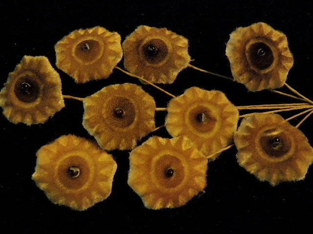 Винтажный Millinery цветок бархата для шляпы свадьбы и волос 9шт лот теплый коричневый желтовато-коричневый SX - Изображение 1 из 1