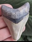 bone valley megalodon tooth