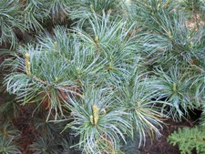 Pinus parviflora JAPANESE WHITE PINE 20 Seeds!