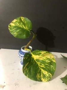 Variegated Golden Giant Pothos, 1 rooted Leaf Starter node - Picture 1 of 3