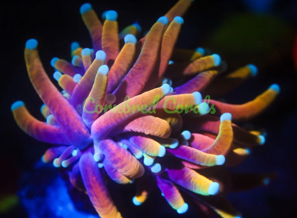 Cornbred's Dragon Soul Antorcha - Frag - CORAL VIVO Foto 1 de 1