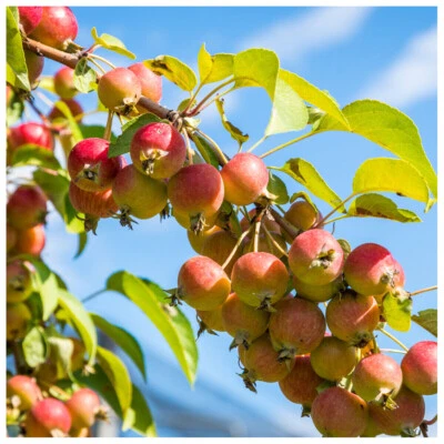 5 Crab Apple Trees 3-4ft, Native Malus Hedging,Make your own Cider & Jelly - Image 1 of 4