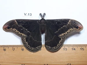  Unmounted Butterfly insects moth, Lepidoptera Saturniidae. North america Quebec - Picture 1 of 2