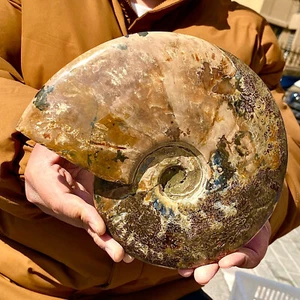 5,59LB Rara conchiglia naturale lucida esemplari fossili del Madagascar - Foto 1 di 13