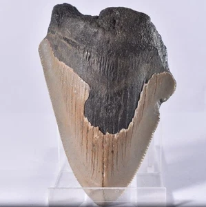 Diente de tiburón fósil genuino grande Carcharodon MEGALODON - Mioceno - EE. UU. - Imagen 1 de 4