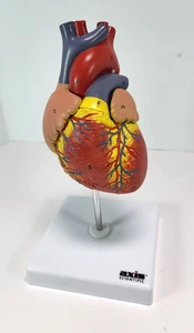 Axis Scientific Heart Model Teaching Display 2 Stück anatomische Nachbildung - Bild 1 von 10
