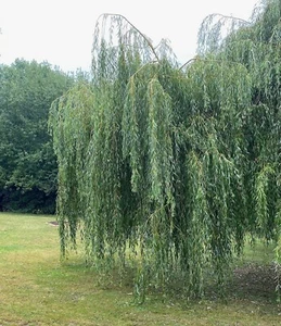 Weeping Willow Cutting for a Hanging Garden Specimen Bonsai Shade Tree - Picture 1 of 6