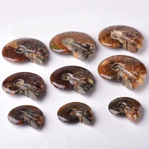 Rare Natural Conch Ammonite Fossil Hand Carved Skull Quartz Healing Decorate 1Pc - Picture 1 of 9