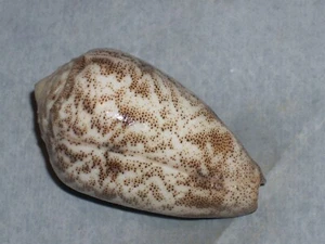 CONUS ARENATUS MONSTER - Picture 1 of 1